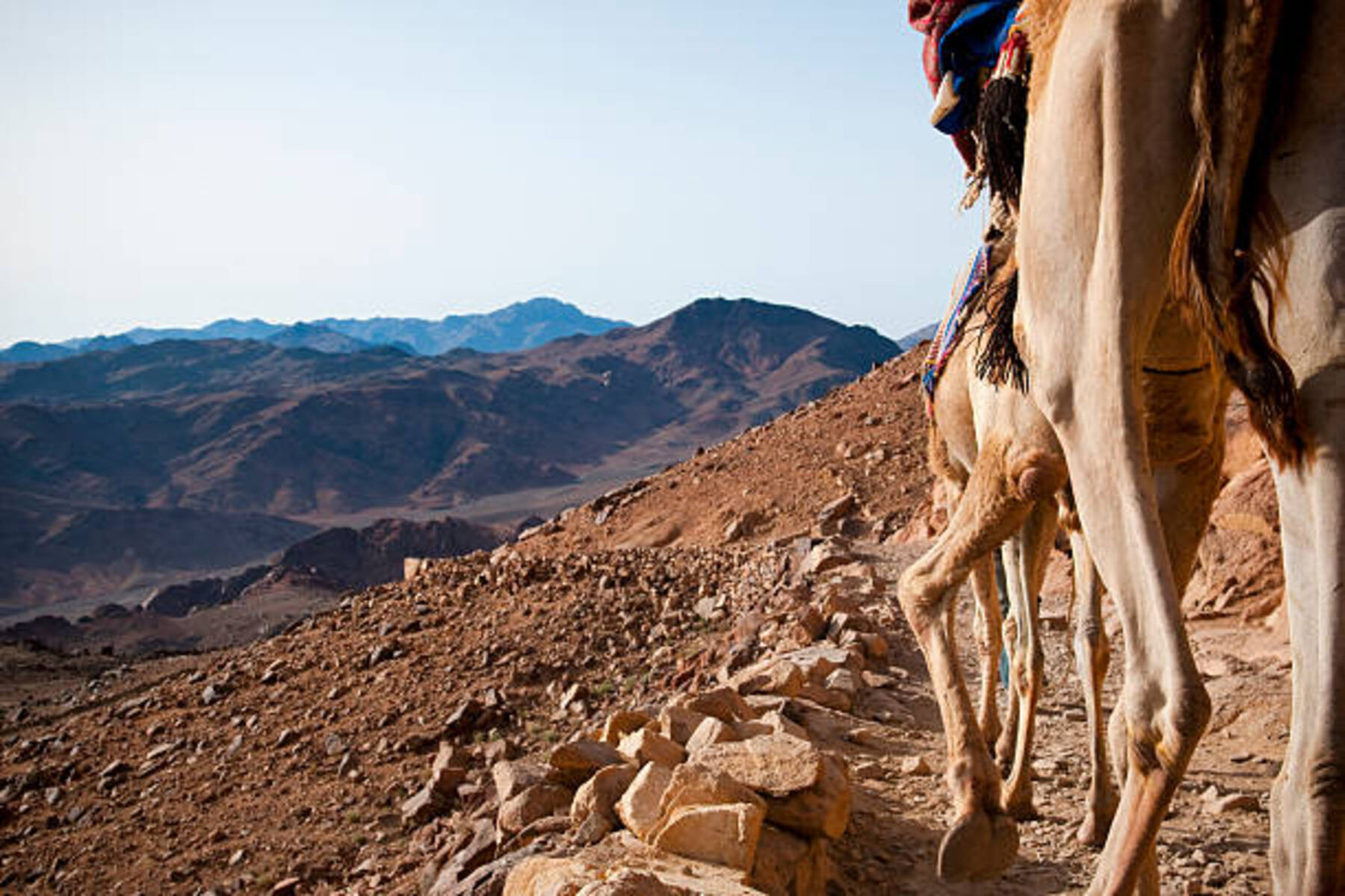 Sinai Desert and Culture Explorer